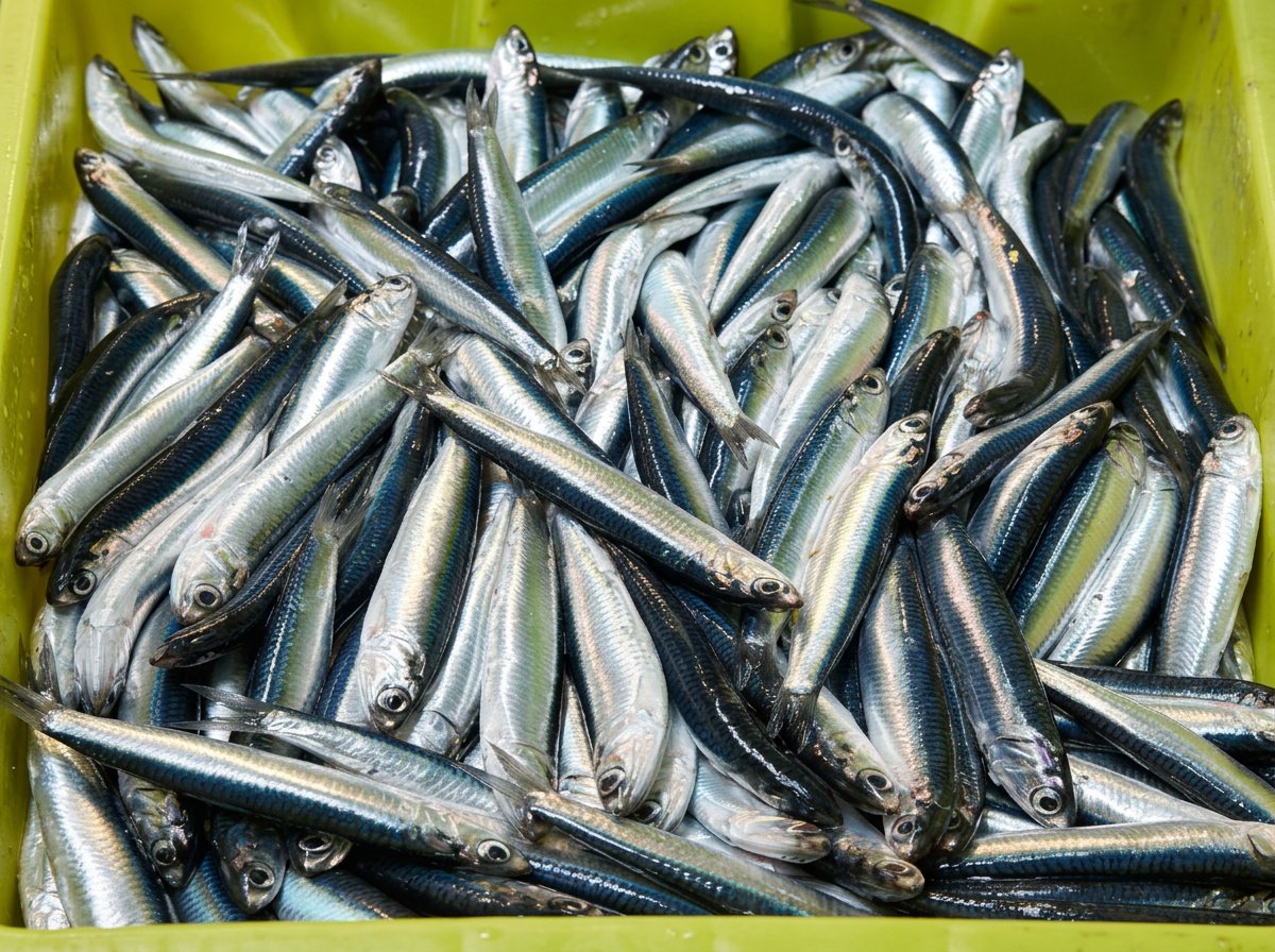 Boquerón & Sardina